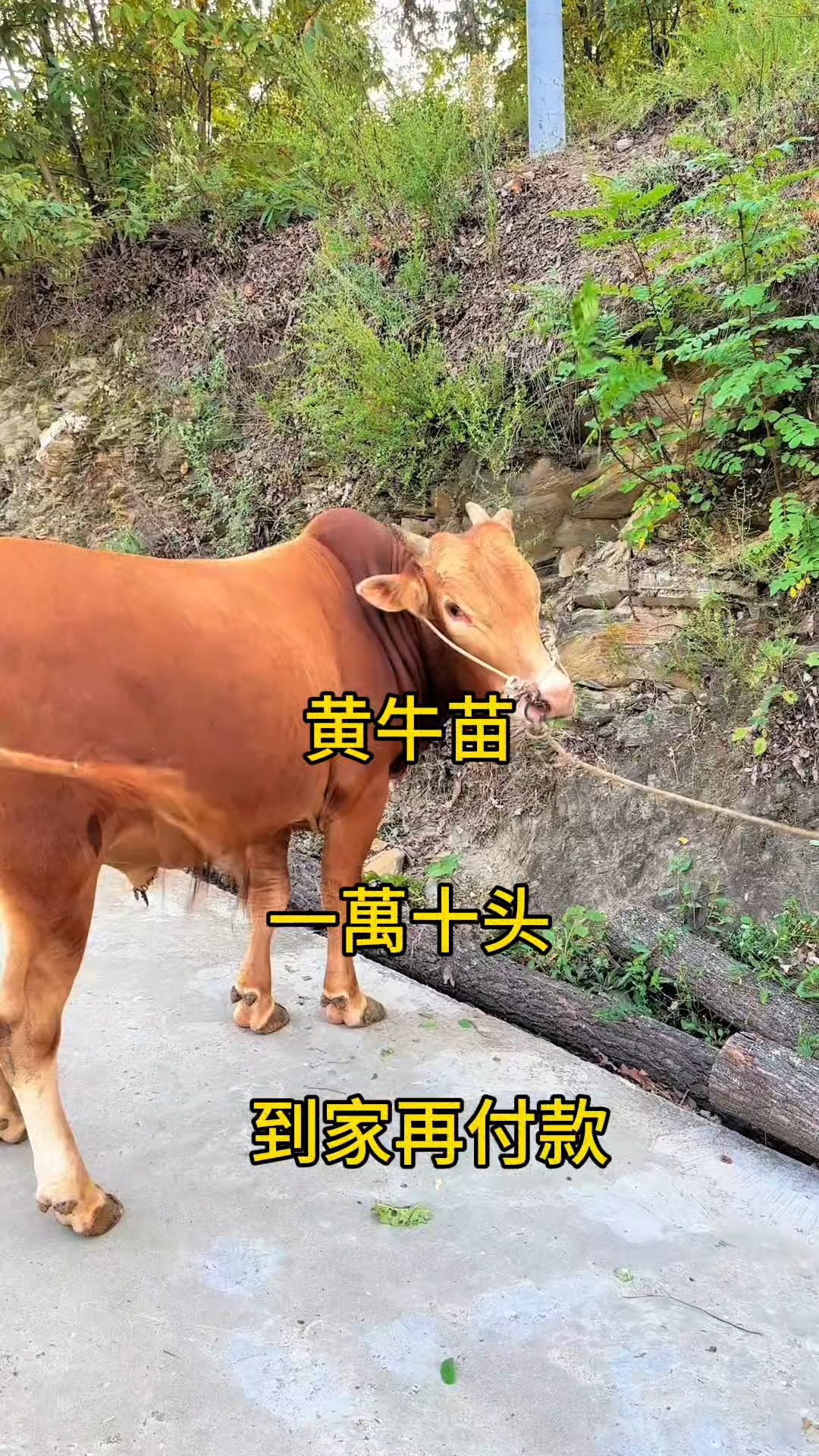 昆明最新黄牛代办方法分析(最方便真实的昆明黄牛代办网约车证方法)